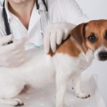 Welche Impfungen braucht ein Jack Russell Terrier