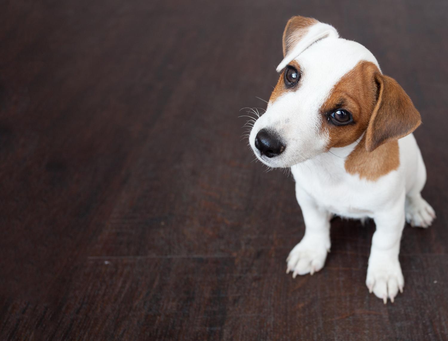 Jack Russell Welpen mit nach Hause nehmen.