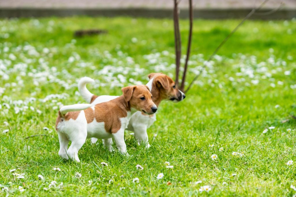 Jack Russell Welpen entdecken die Welt im Garten