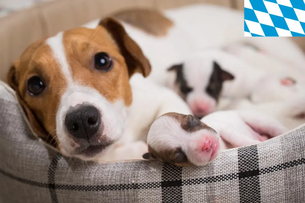 Jack Russell Züchter mit Welpen Bayern