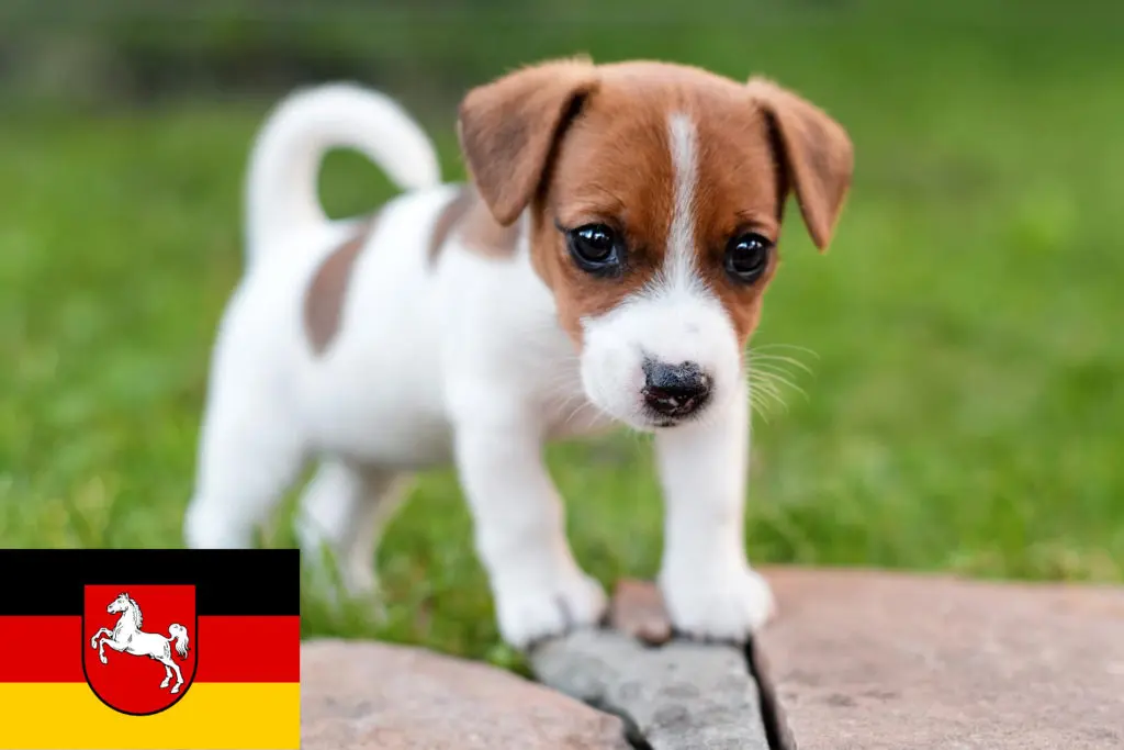 Jack Russell Züchter mit Welpen Niedersachsen