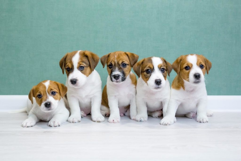 Jack Russell Züchter finden