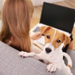 Jack Russell Anzeigen