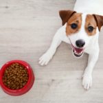 Kostenlose Futterproben für den Jack Russell