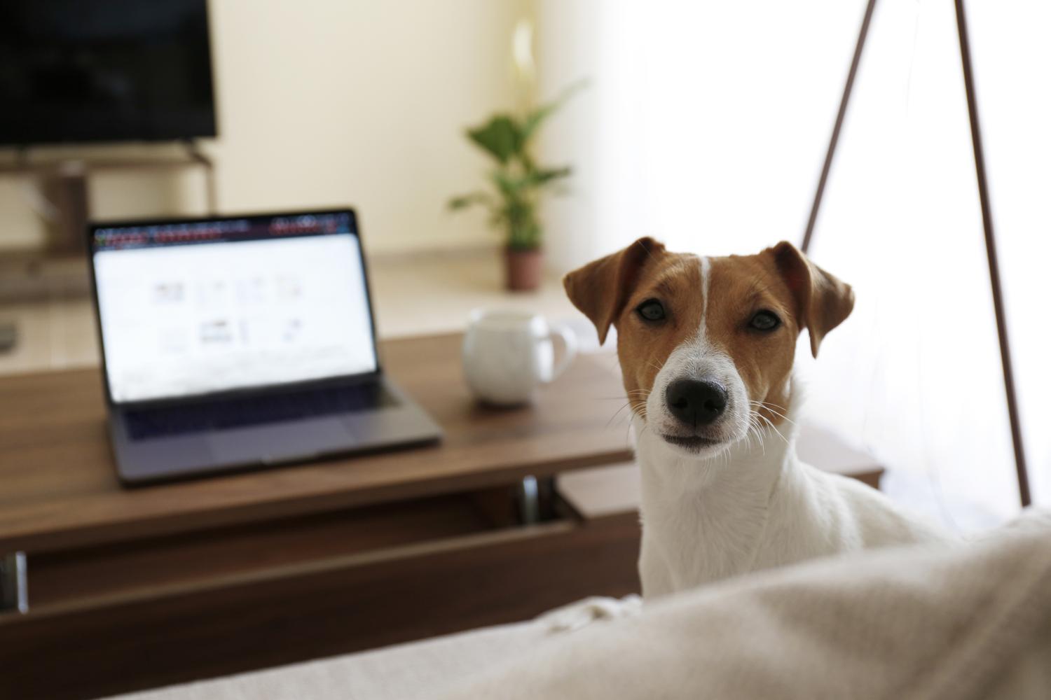 Jack Russell Anzeigen