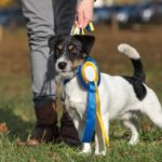 Finde einen passenden Jack Russell Deckrüde für Deine Zucht