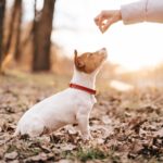 Jack Russell Erziehung