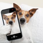 Jack Russell Fotos und Bilder