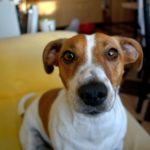 Jack Russell in Not