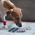 Was sind typische Jack Russell Krankheiten?