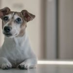 Jack Russell Lebenserwartung - Wie alt wird ein Jack Russell?