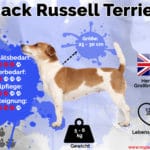 Jack Russell Steckbrief