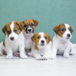 Süße und gesunde Jack Russell Welpen