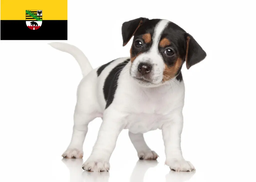 Jack Russell Züchter mit Welpen Sachsen-Anhalt