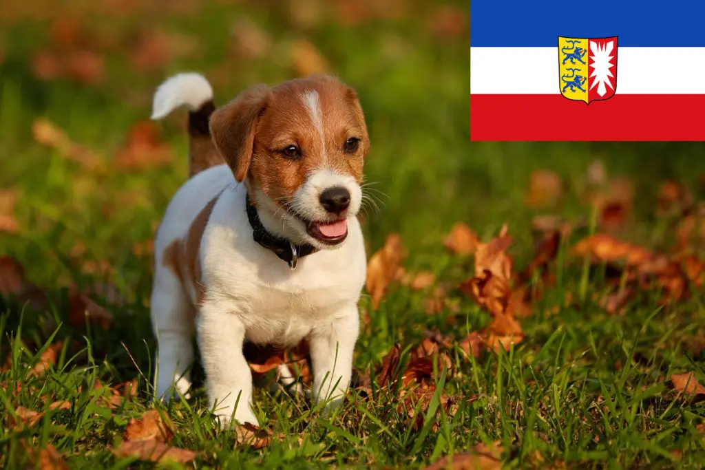 Jack Russell Züchter mit Welpen Schleswig-Holstein