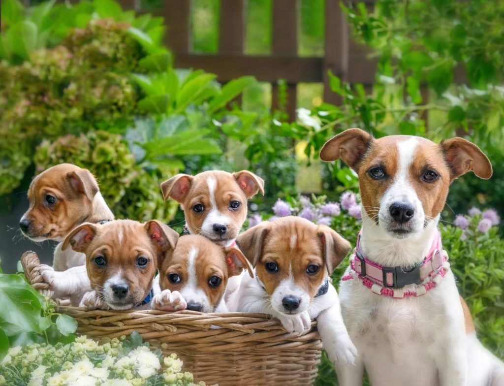 Jack Russell Hündin mit Welpen beim Züchter besuchen.