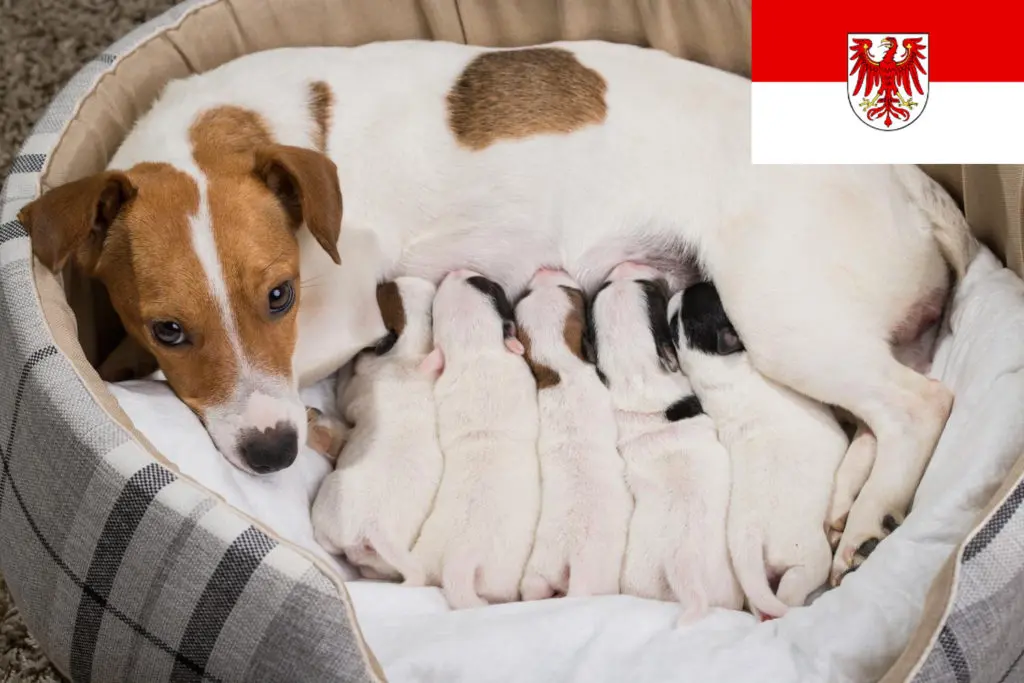 Jack Russell Züchter mit Welpen Brandenburg