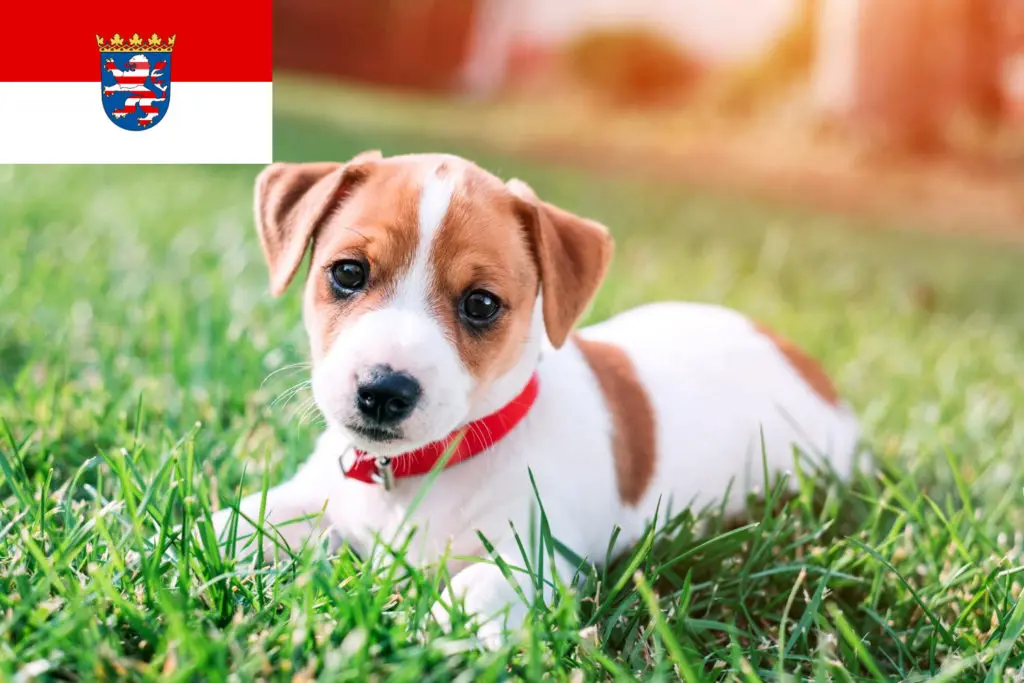 Jack Russell Züchter mit Welpen Hessen