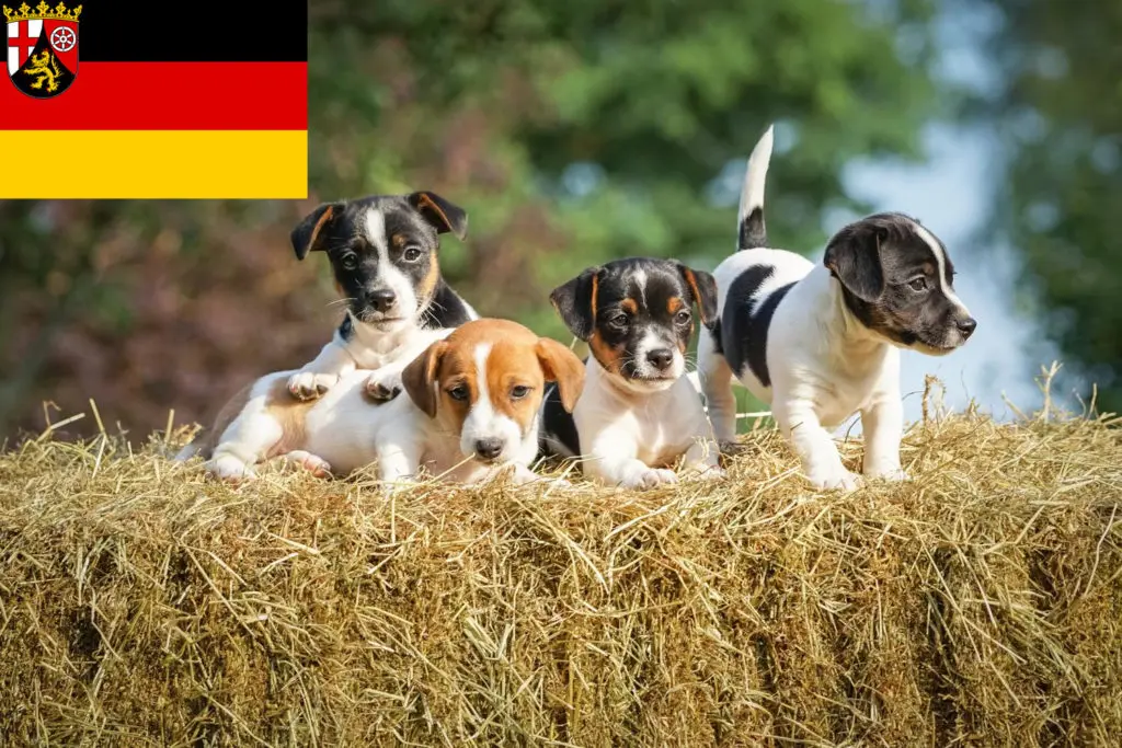 Jack Russell Züchter mit Welpen Rheinland-Pfalz