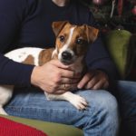 Sind Jack Russell sehr anhänglich?