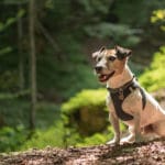 Ein Brustgeschirr verteilt optimal den Druck auf den Hundekörper