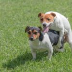 Ab wenn ist der Jack Russell bereit für die Fortpflanzung?