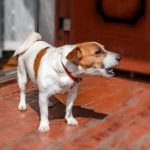 Wie viel bellt ein Jack Russell?