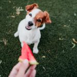 Welches Obst darf ein Jack Russell Terrier essen?