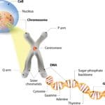 Woran erkranken Jack Russell oft? Was sind typische Erbkrankheiten?