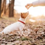 Wie schwer ist die Erziehung eines Jack Russell Terriers?