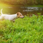 Wie stark ist der Jagdtrieb beim Jack Russell?