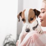 Ist der Jack Russell ein Anfängerhund?