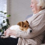 Ist ein Jack Russell für Rentner geeignet?