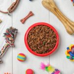 Was soll ich als Zubehör für meinen Jack Russell kaufen?