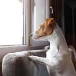 Wie lange kann ich meinen Jack Russell alleine Zuhause lassen?