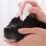 Das Auge meines Jack Russell tränt. Was soll ich tun?