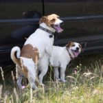 Wann kann man ein Jack Russell decken lassen?