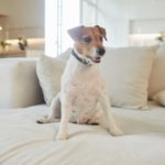 Mein Jack Russell hat einen dicken Bauch - was kann das bedeuten?