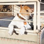 Ist es ok den Jack Russell draußen im Zwinger zu halten?