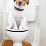 Jack Russell hat Durchfall - Was tun?