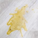 Jack Russell erbricht - Was tun?