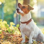 Tipps für die Jack Russell Erziehung