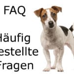 FAQ Jack Russell - Häufig gestellte Fragen zum Jack Russell