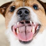Zähne in dem Gebiss eines Jack Russell
