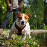 Geschirr oder Leine für einen Jack Russell? Was ist besser?