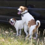 Ab wann ist ein Jack Russell geschlechtsreif?