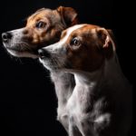 Soll ich einen Jack Russell Rüde oder Hündin kaufen?