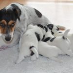 Wie lange dauert es bis eine Jack Russell Hündin Welpen bekommt?