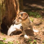 Der Jack Russell wurde vor allem für die Jagd auf Füchse gezüchtet.