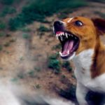 Ist der Jack Russell ein Kampfhund?
